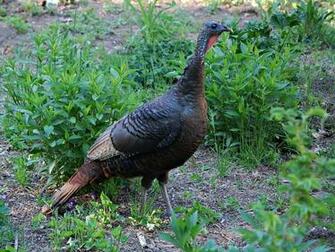 Wild Turkey