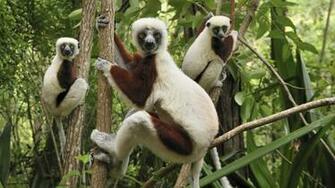 Great Animals In Forest For X HDtv Resolution