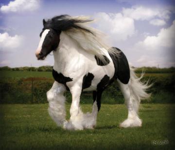 Gypsy Vanner Horse