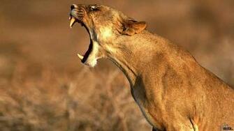 Wallpaper Roar Of A Lion X Desktop
