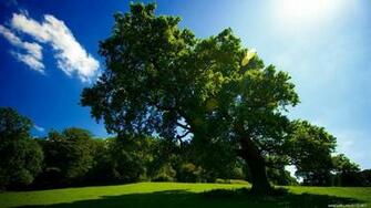 X Nature Wallpaper Picswallpaper