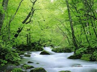 Forest 3d Nature Summer Wallpaper