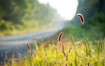 Close Up Nature Plant Grass Green Ears Tree Leaves Foliage Bokeh