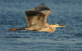 Clovisso Wallpaper Gallery Great Blue Heron Bird