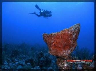 Diving Wallpaper Related Keywords Suggestions