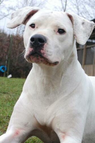 Dogo Argentino Saw Something Desktop Wallpaper