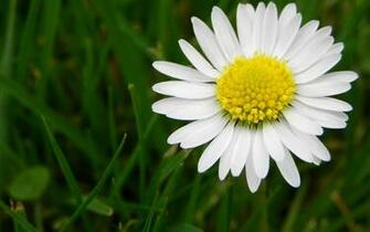 Daisy Flowers Image And Wallpaper