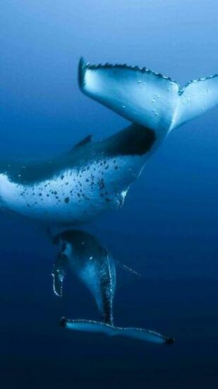 Animals Whales Humpback Whale Wallpaper