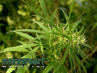 Cannabis Wallpaper Stickypoint Magazine