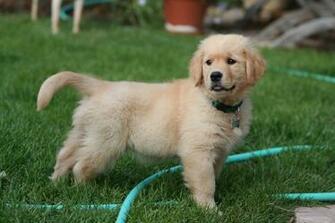 Golden Retriever Image For