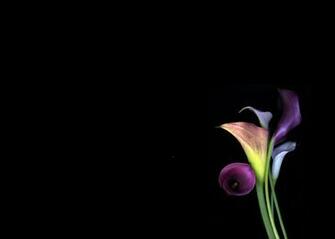 Calla Lily Wallpaper Wallpaperin4k Net