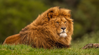 Epic Wallpaper 4k Lion