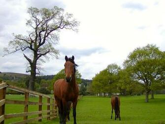 The Wallpaper Background Horse