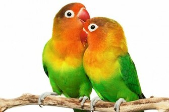 Love Bird HD Pc Wallpaper Amazing Wallpaperz