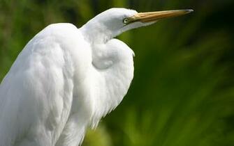 Lovely Heron Bird Wallpaper HDwallsource