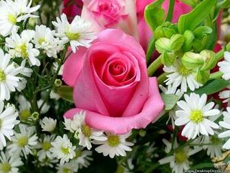 Desktop Wallpaper Flowers Background Beautiful Rose Margherite