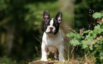 French Bulldog Puppy Wallpaper
