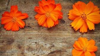 Flowers Wallpaper Desktop Background Full Screen Orange