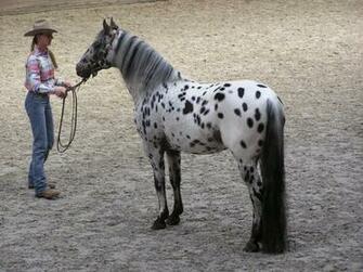 Appaloosa Stallion Horse Wallpaper Mela