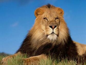 HD Lion Pictures Lions Wallpaper Animal