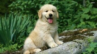 Golden Retriever Puppies Wallpaper HD