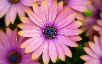 Pink Daisy Wallpaper Background
