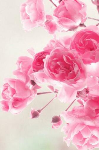 Pink Roses Flowers Simply Beautiful iPhone Wallpaper