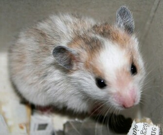 Hamsters Achtergronden Dieren HD Hamster Wallpaper Foto Jpg