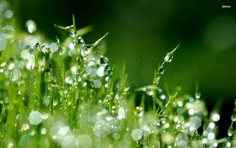 Beautiful Rain Drops Wallpaper With Quotes Image