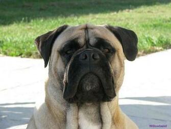 Bullmastiff Dogs Breeds Pets