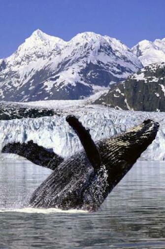Whale iPhone HD Wallpaper