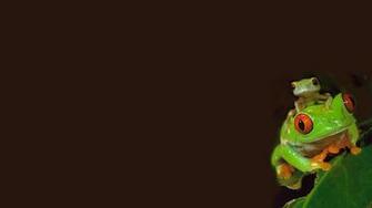 Funny Frog Wallpaper HD Background Desktop