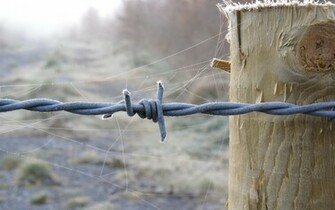 Barbed Wire Wallpaper