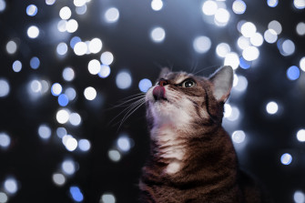 Bokeh Animal Cat 4k Ultra HD Wallpaper