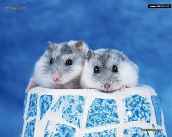 Hamster Wallpaper High Quality And Resolution