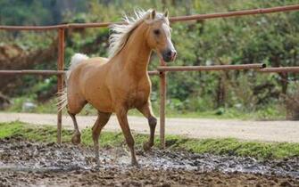 Red Horse Wallpaper And Image Pictures Photos