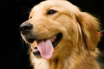 Golden Retriever HD