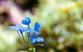 Blue Orchids Wallpaper