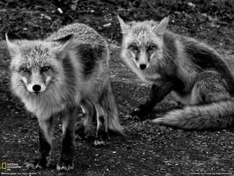 Fox Picture Animal Wallpaper National Geographic Photo Of The
