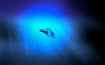 Beta Fish Wallpaper Reinvented