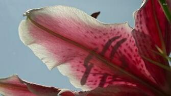 Stargazer Lily Wallpaper Flower