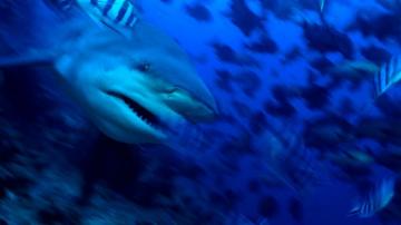 The Problem With Sharks New York Times