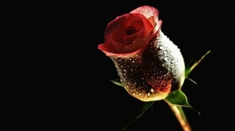Roses Flower Wallpaper Photo Gallary Red Rose