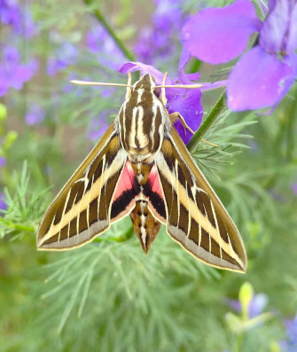 Sphinx Moth Wallpaper