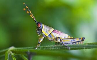 Grasshopper Wallpaper