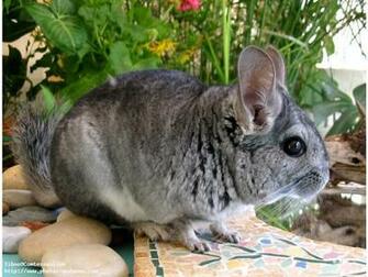 T L Chargement Du Fond D Cran De Rongeurs Chinchilla En