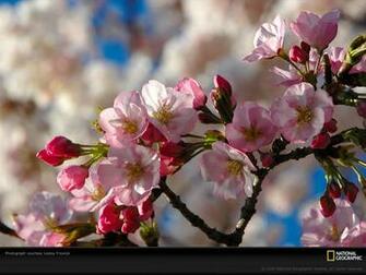 Cherry Blossoms Photo Tidal Basin Trees Wallpaper