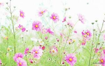 Showing Pictures For Fields Of Wildflowers Wallpaper