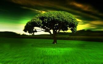Photos Hypno Tree HD Widescreen Wallpaper