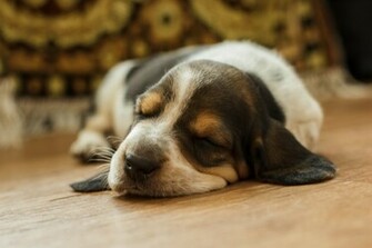 Basset Hound Puppy Wallpaper